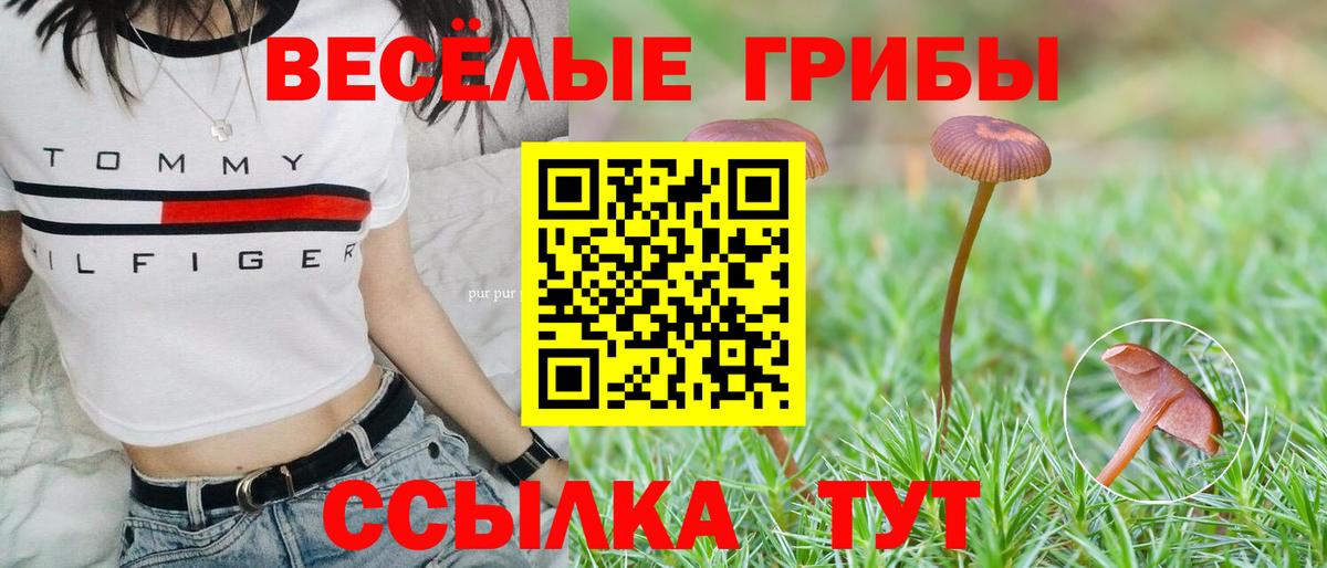 Сергиев Посад  Псилоцибиновые грибы мухоморы  Вход с VPN  Псилоцибиновые грибы Psilocybe 